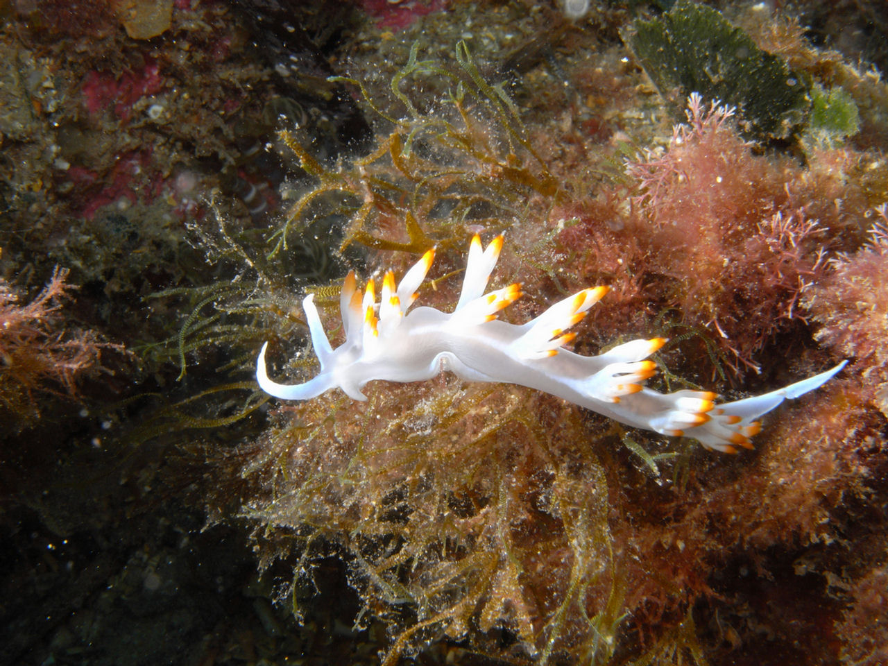 Flabellina babai